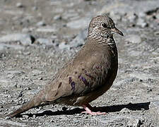 Common Ground Dove