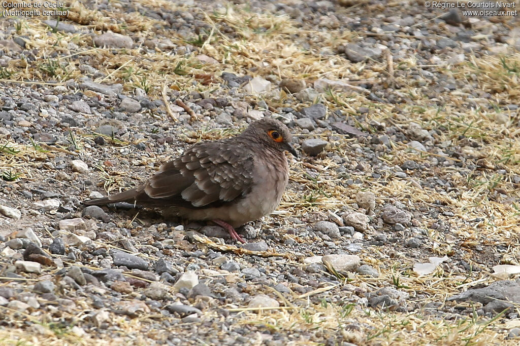 Bare-faced Ground Dove