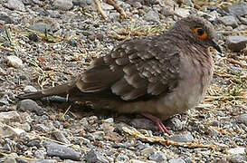 Bare-faced Ground Dove