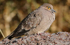 Bare-faced Ground Dove