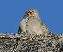 Bare-faced Ground Dove