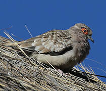 Bare-faced Ground Dove