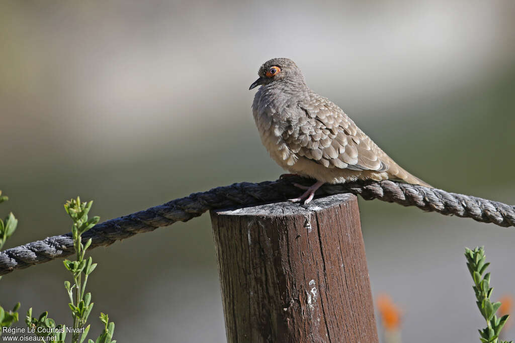 Colombe de Cécile, identification