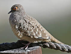 Bare-faced Ground Dove