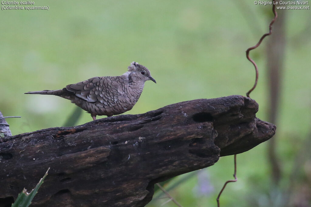 Colombe écaillée