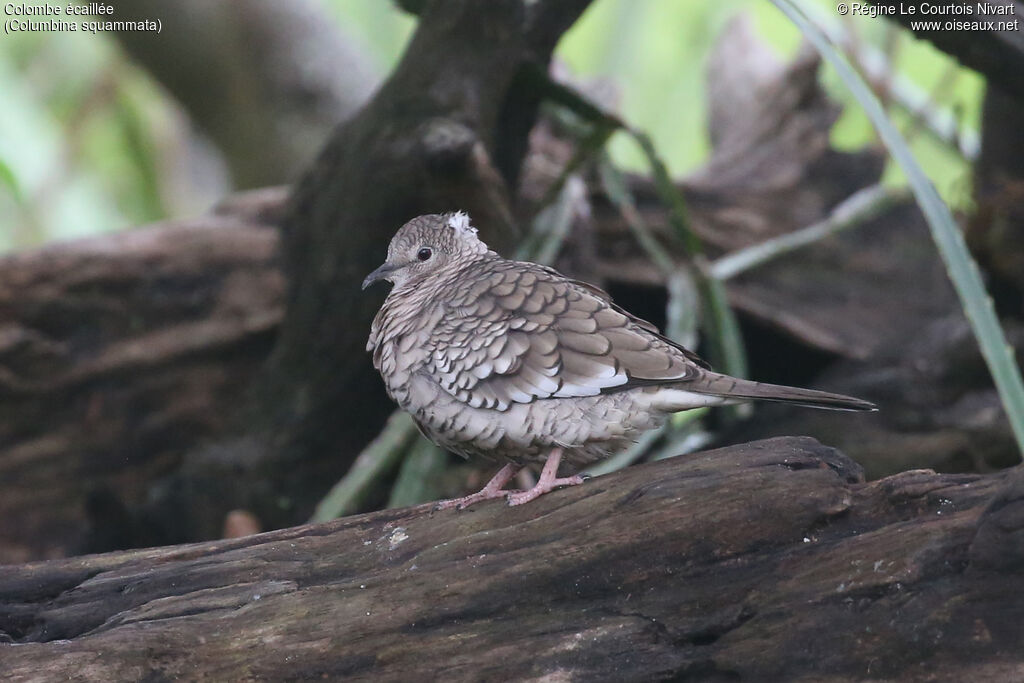 Colombe écaillée