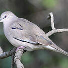 Colombe picui