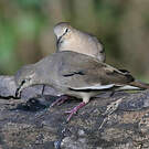 Colombe picui