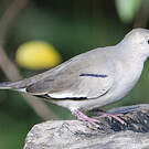 Colombe picui