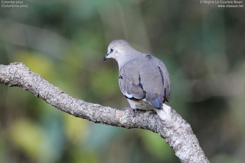 Colombe picui