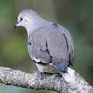 Colombe picui