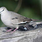 Colombe picui