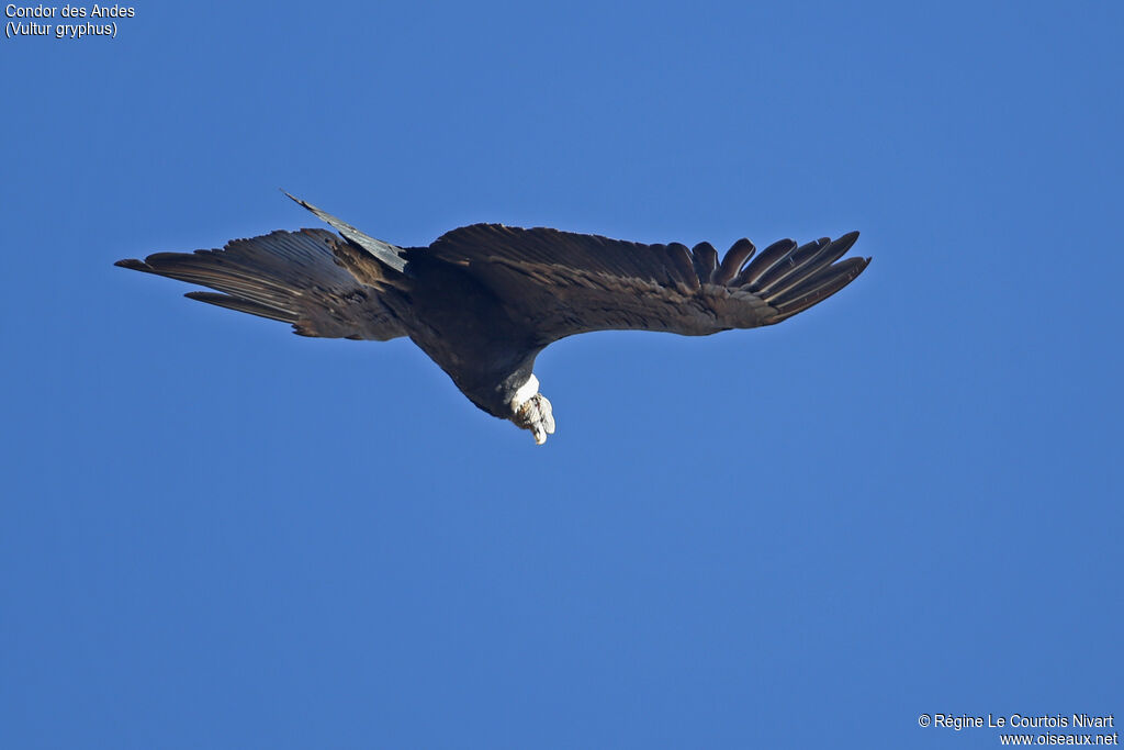 Condor des Andes