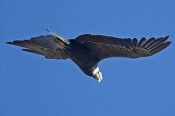 Condor des Andes