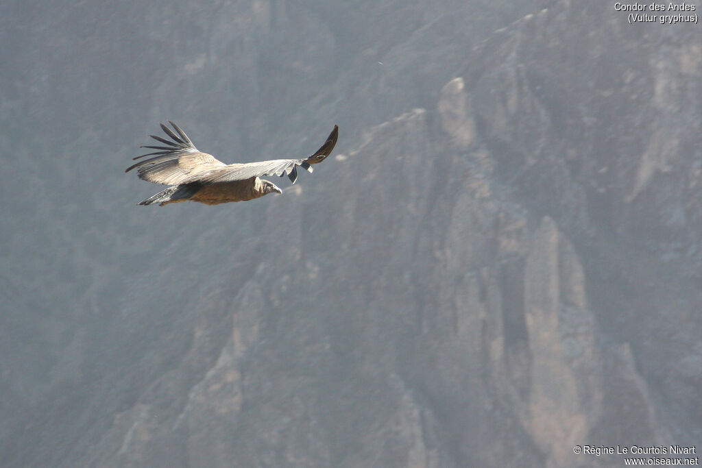 Condor des Andes