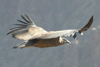 Condor des Andes