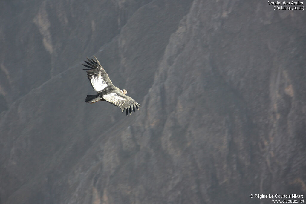 Condor des Andes