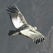 Andean Condor