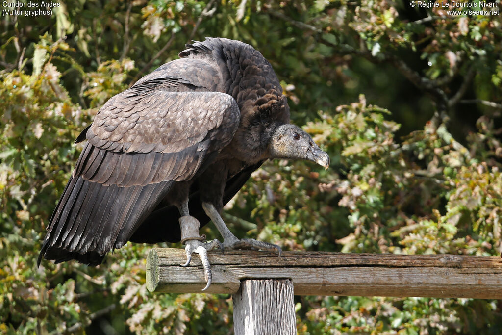 Condor des Andesimmature