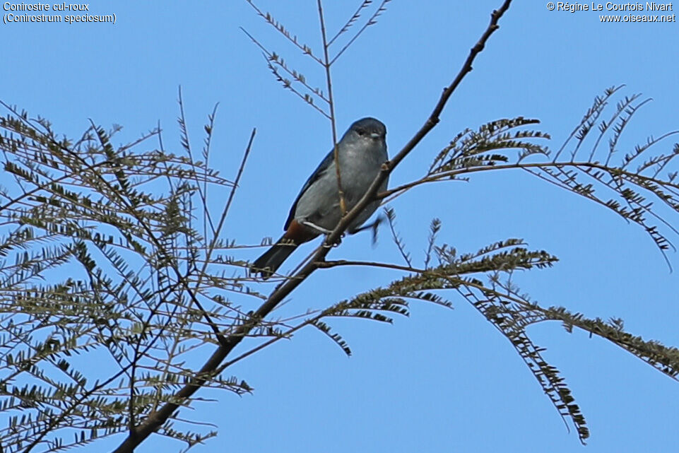 Conirostre cul-roux