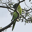 Conure à tête bleue