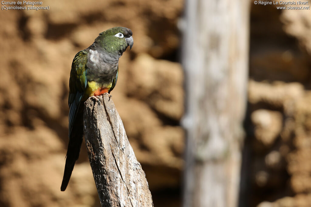 Burrowing Parrot