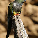 Conure de Patagonie