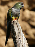 Conure de Patagonie