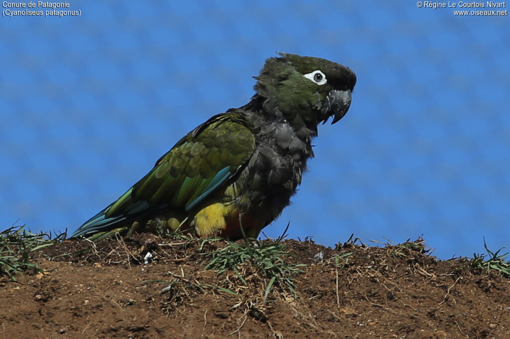 Conure de Patagonie