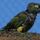 Conure de Patagonie