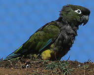 Conure de Patagonie