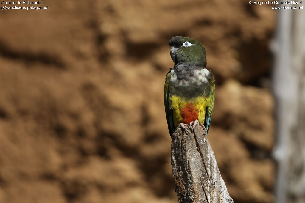 Burrowing Parrot