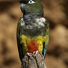 Conure de Patagonie