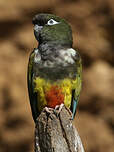 Conure de Patagonie