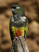 Burrowing Parrot