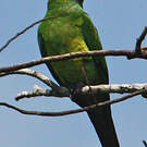 Conure de Weddell
