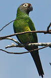 Conure de Weddell