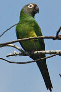 Dusky-headed Parakeet