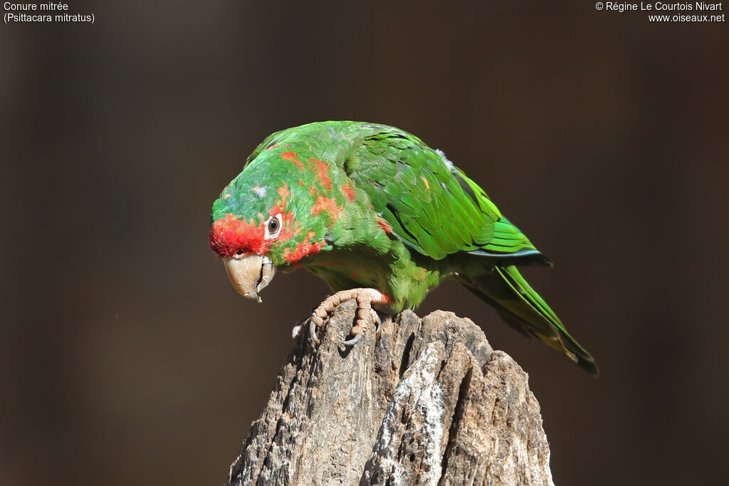 Conure mitrée