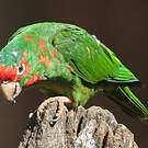 Conure mitrée