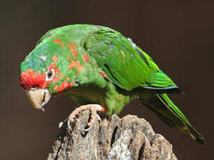 Conure mitrée