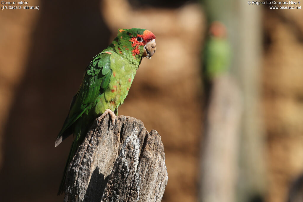 Conure mitrée