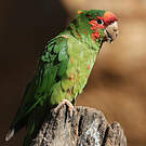 Conure mitrée