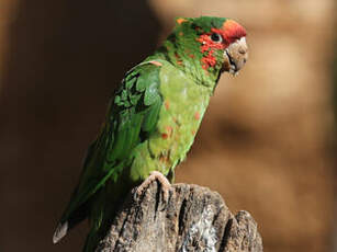 Conure mitrée