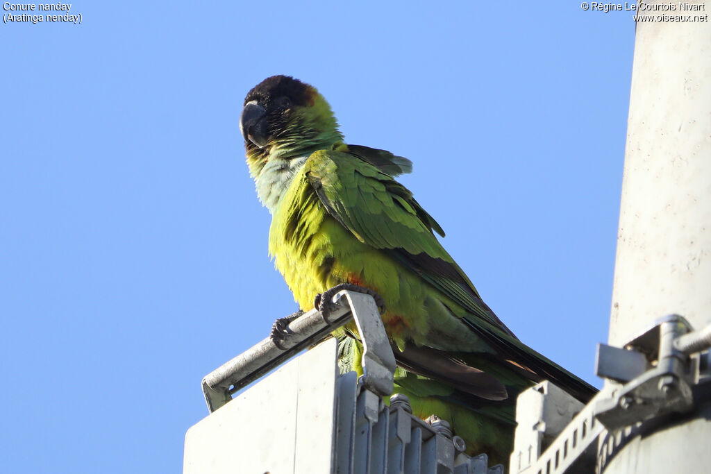 Conure nanday