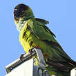 Conure nanday