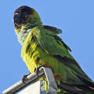 Conure nanday