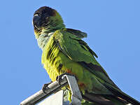 Conure nanday