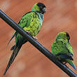 Conure nanday