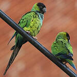 Conure nanday